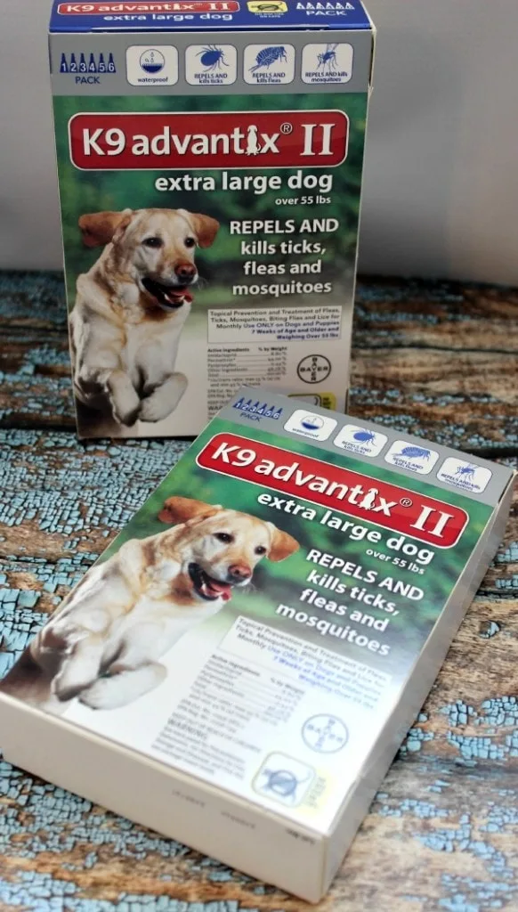 Flea and Tick Horrors and Why Prevention is Key
