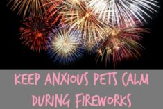 Keep Anxious Pets Calm During Fireworks