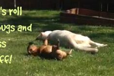 Flea and Tick Horrors and Why Prevention is Key
