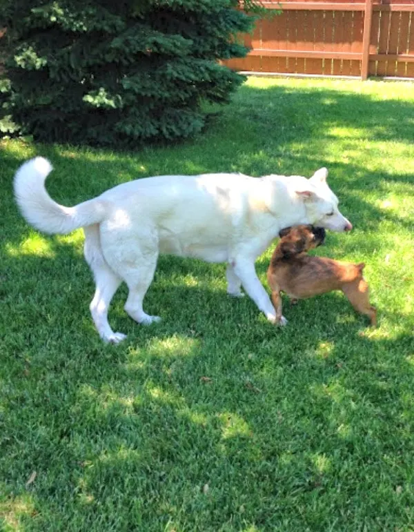 Dogs playing