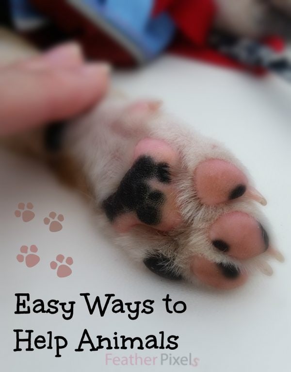 A dog's paw. 