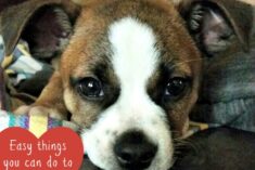 6 Easy Things You Can Do to Help Animals
