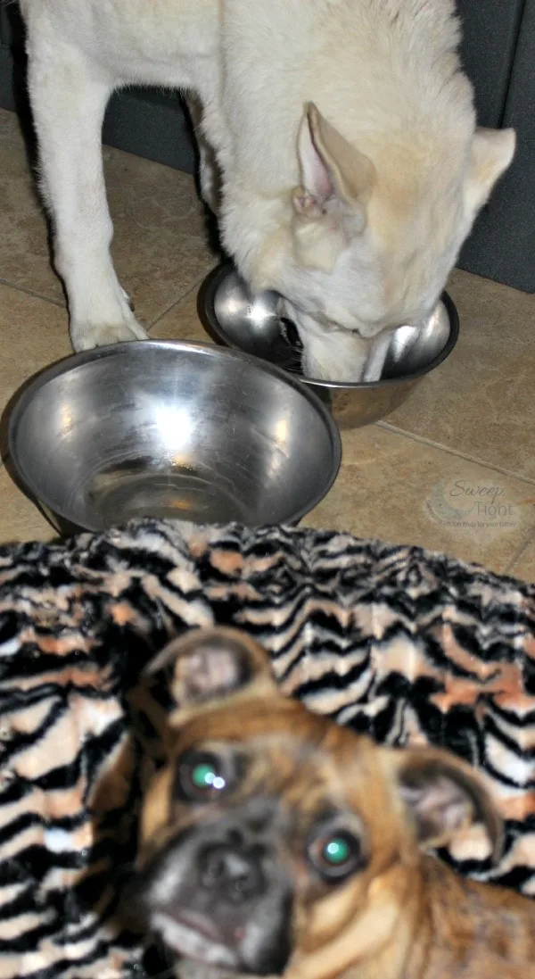 Hilo's Weight Loss Progress with #HillsPet Food