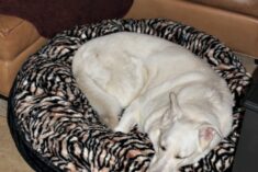 Luxury Pet Bed from Baylee Nasco