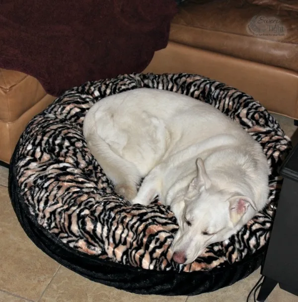 Hilo sleeping on the Pet Bed from Baylee Nasco.