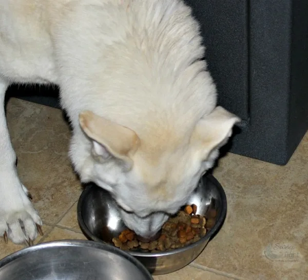 Hilo's Weight Loss Progress with #HillsPet Food