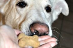 Hilo's Weight Loss Progress with #HillsPet Food