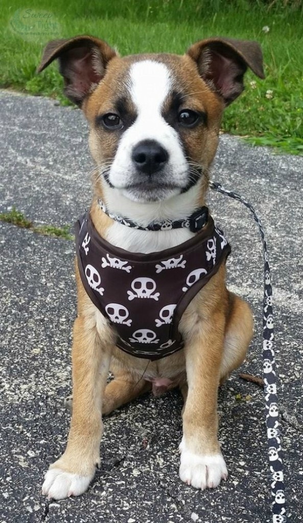 Foster Puppy Boston Terrier Beagle Mix.