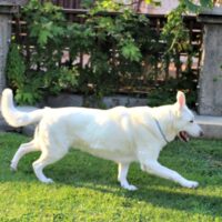 Hilo Can Jump Now Thanks to his Dog Weight Loss #HillsPet