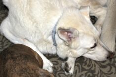Three Facts about Fleas and Ticks #Seresto