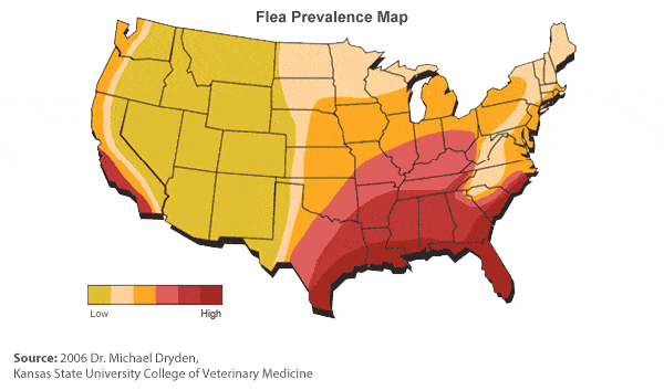 Flea map