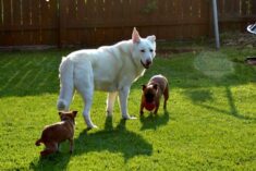 Tapeworm and Other Gross Things That Affect Your Dog