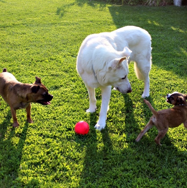 The Grump, Hilo, and Franklin playing in the yard. 