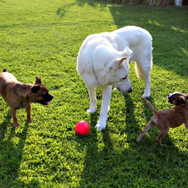 The Grump, Hilo, and Franklin playing in the yard. 