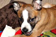 Franklin - Rawhide theif