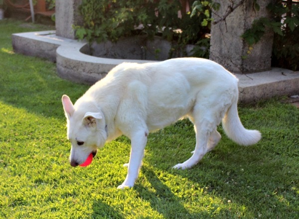 Hilo, our white German shepherd, in the yard. 