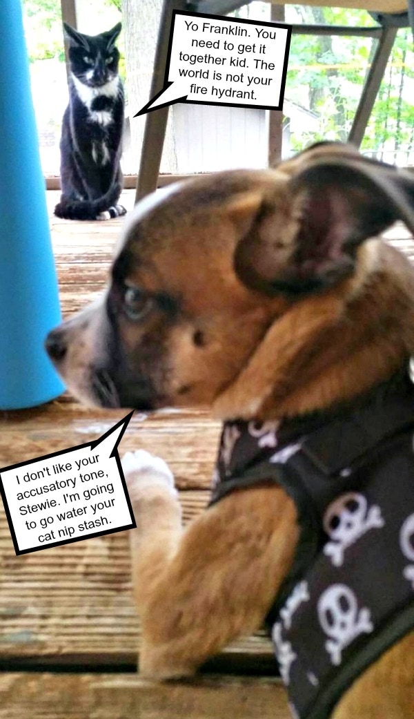 14 Strange Places Our Puppy Has Peed