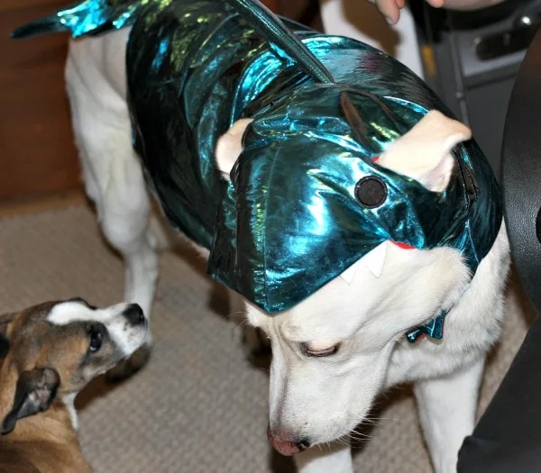 White dog in a shark costume and other little dog looking at him. 