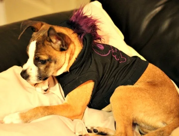 Punk zombie pet costume.