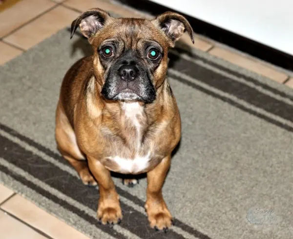 Boston terrier pug mix dog sitting on a rug. 