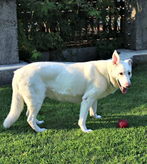 Our Hilo Man White German Shepherd
