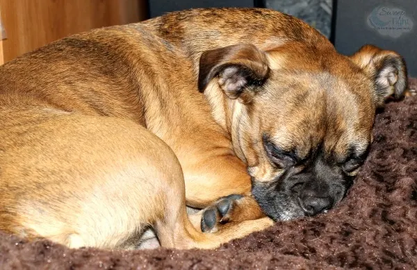 Boston terrier pug mix dog curled up sleeping. 