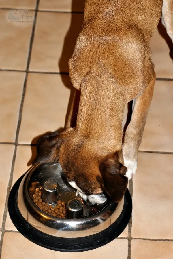 Slow feed dog bowl from Brake-fast