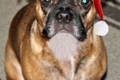 Pet Gift Ideas that Help with Puppy Problems