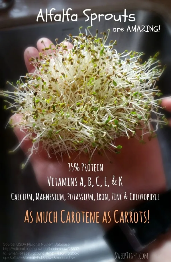 A hand full of alfalfa sprouts.
