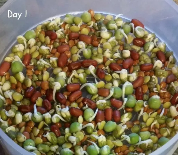 Sprouts starting to form on beans. 