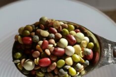 Bean sprouts are so healthy. Grow them yourself year round! #organic