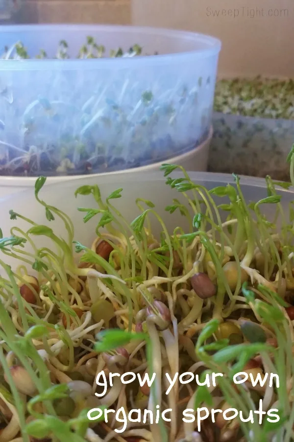 Bean sprouts in dishes. 