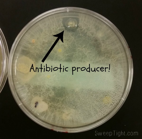 We are looking for potential antibiotics! This one is going under further study because look at that zone of inhibition! 