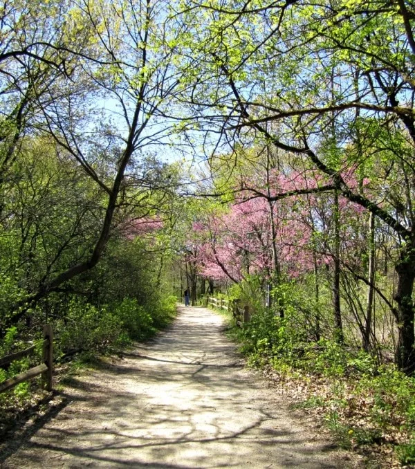 Beautiful run on a nature path. 