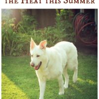 4 Ways to Help Your Dog Beat the Heat this Summer