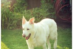 4 Ways to Help Your Dog Beat the Heat this Summer