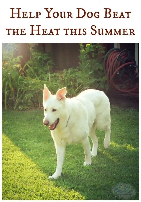 4 Ways to Help Your Dog Beat the Heat this Summer
