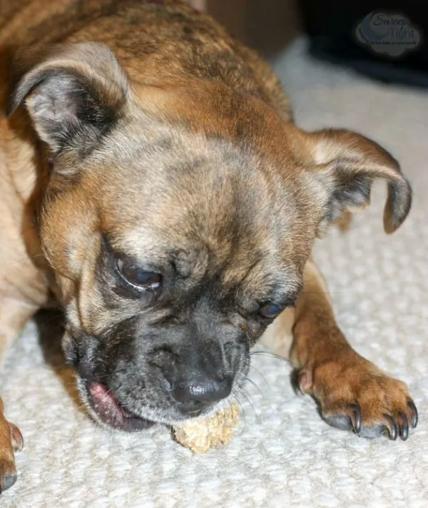 Oatmeal Banana Homemade Dog Treats Recipe