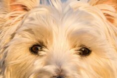 5 Fun Outdoor Games for You and Your Dog