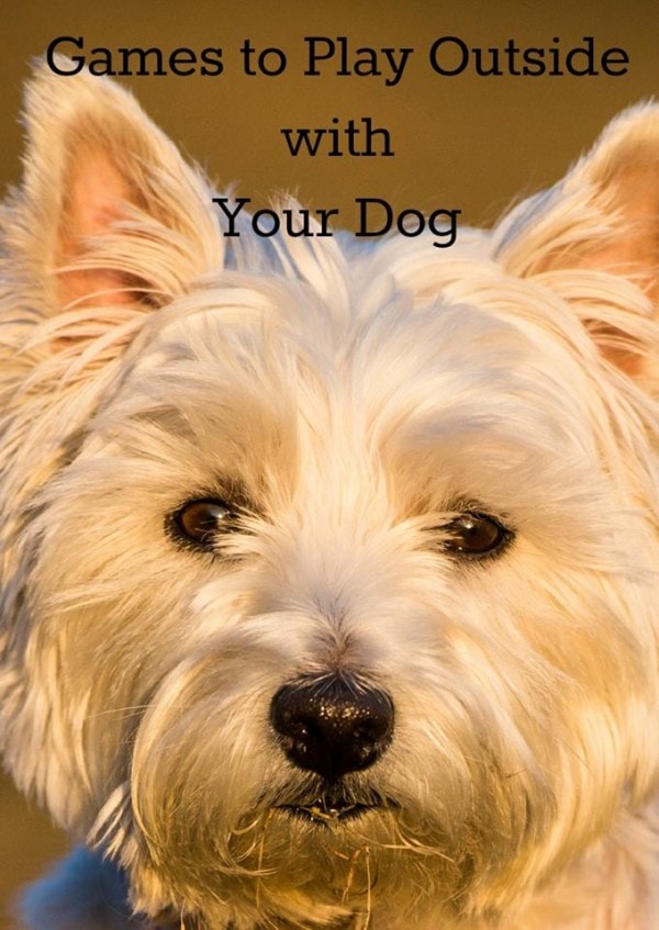 A cute white dog with text on the image. 