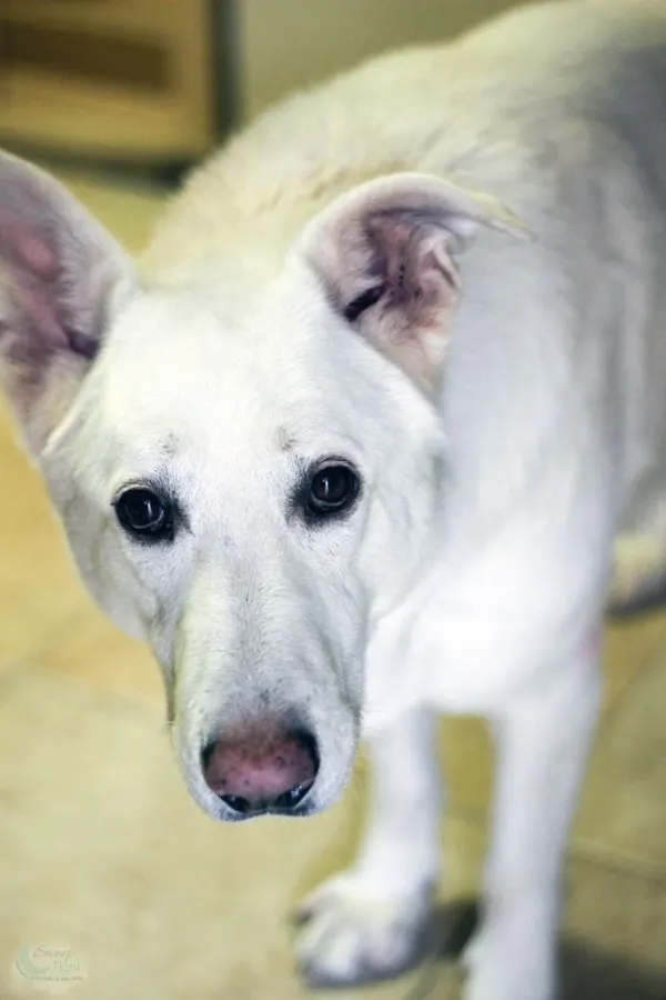 Dollar general outlet dog