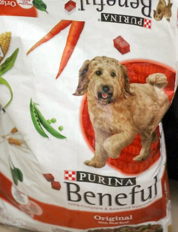 Purina Products and Easy Shopping with Dollar General A Magical Mess