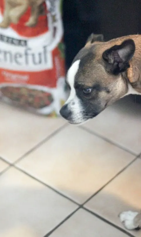 Dollar general best sale beneful dog food