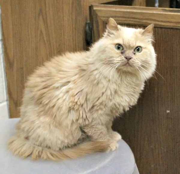 Beautiful cat sitting on a ledge. 