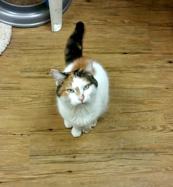 Beautiful cat looking up with green eyes. 