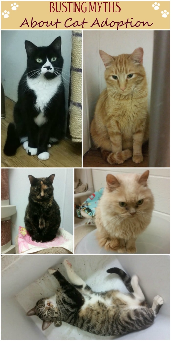 Several cats in pictures from the shelter. 