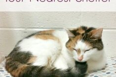 Cat Rescue Quote #MyRescueStory