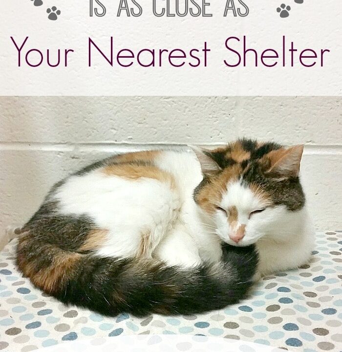 Cat Rescue Quote #MyRescueStory