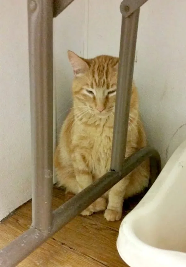 Orange cat behind a table. 