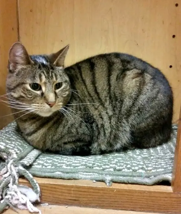 Cat sitting on a rug. 